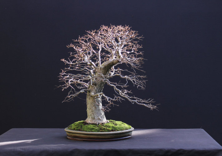 elm bonsai repotting